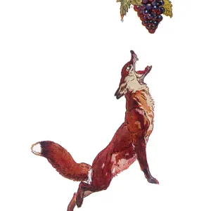 FOX AND GRAPES (R)