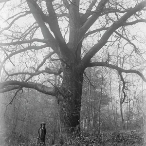 Franks Park, Belvedere