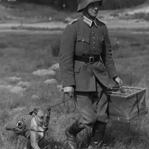German army dog courier German army dog courier