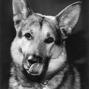 German Shepherd dog German Shepherd dog
