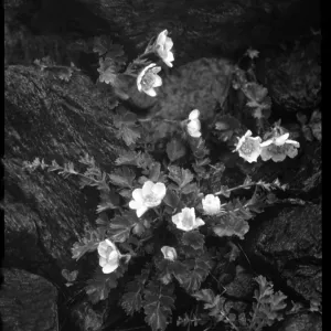 Geum Reptans (Creeping Avens) Geum Reptans (Creeping Avens)
