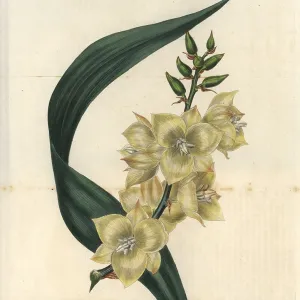 Glaucous-leaved Adam's needle with pale yellow