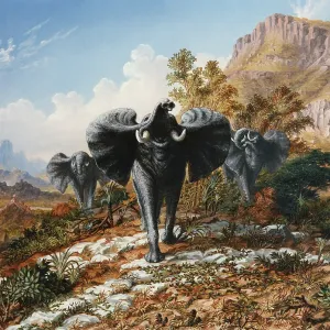 Gold and Ivory, Elephants Charging, by Thomas Baines