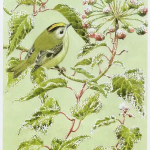 Goldcrest Goldcrest