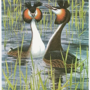 Great Crested Grebe Great Crested Grebe