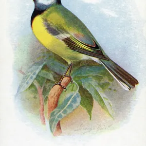Great Tit Great Tit