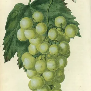 Green grapes, vine and leaf of the White or