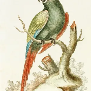 The green macaw The green macaw