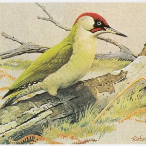Green Woodpecker Green Woodpecker