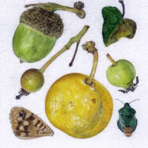 Greengage and other autumn items Greengage and other autumn items