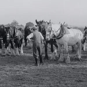 Heavy Horses Heavy Horses