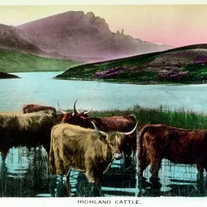 Highland Cattle, Highlands of Scotland Highland Cattle, Highlands of Scotland