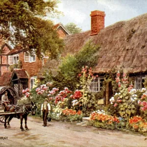 Hollyhocks outside a cottage, Cropthorne, Worcestershire Hollyhocks outside a cottage, Cropthorne, Worcestershire