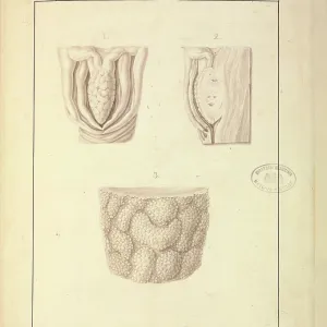 Homo sapiens Clitoris Homo sapiens Clitoris