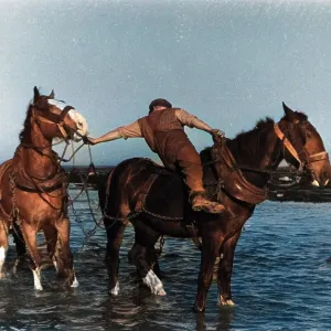 Horses pulling in a fishing boat