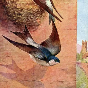 House Martin House Martin