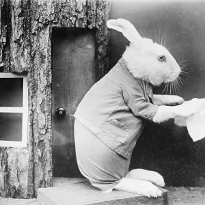 A house proud rabbit A house proud rabbit