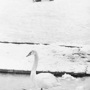 Ice skating on Old Danube 1977 Ice skating on Old Danube 1977