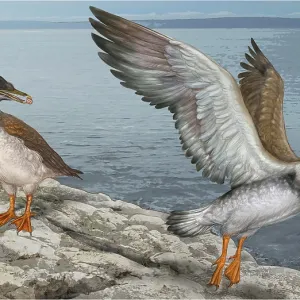 Icthyornis ancient bird, illustration Icthyornis ancient bird, illustration
