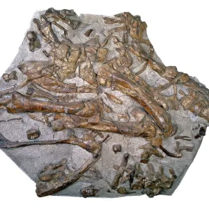 Iguanodon bones Iguanodon bones