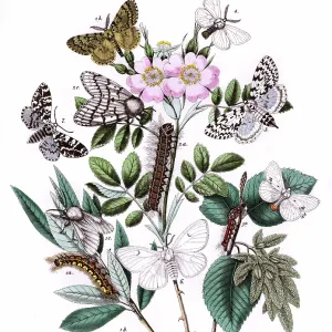 Illustration, Liparidae -- Bombycoidae Illustration, Liparidae -- Bombycoidae