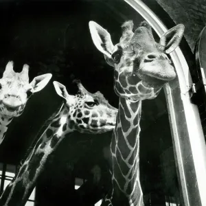 An inquistive trio of giraffes An inquistive trio of giraffes