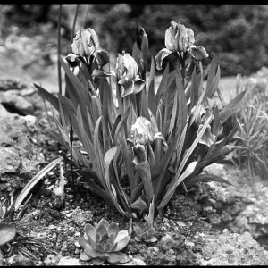 Iris Pumila (Dwarf Iris) Iris Pumila (Dwarf Iris)