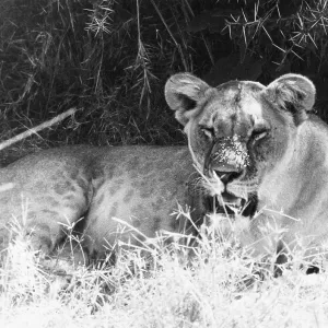 IRRITABLE LIONESS IRRITABLE LIONESS