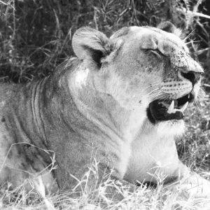 IRRITABLE LIONESS IRRITABLE LIONESS