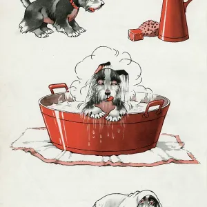 Jeek the puppy on bath day Jeek the puppy on bath day