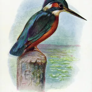 Kingfisher Kingfisher