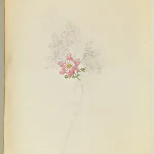 Lagerstroemia indica, Crape myrtle Lagerstroemia indica, Crape myrtle