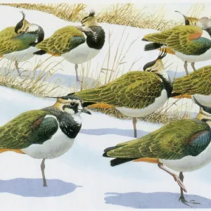 Lapwings Lapwings