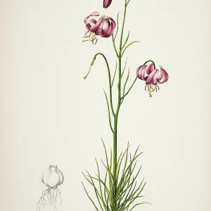 Lilium cernuum Lilium cernuum