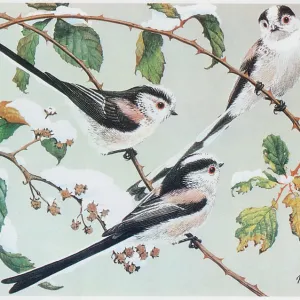 Long-tailed Tits Long-tailed Tits