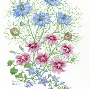 Love-in-a-mist and pinks Love-in-a-mist and pinks