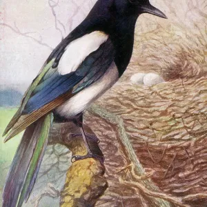 Magpie Magpie