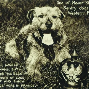 MAJOR RICHARDSONS DOG MAJOR RICHARDSONS DOG