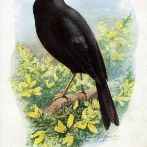 Male Blackbird Singing Male Blackbird Singing