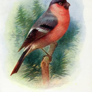 Male Bullfinch Male Bullfinch