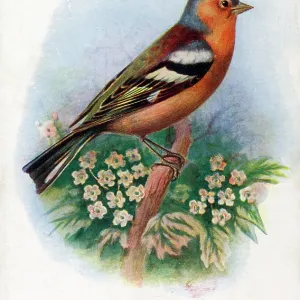 Male Chaffinch Male Chaffinch
