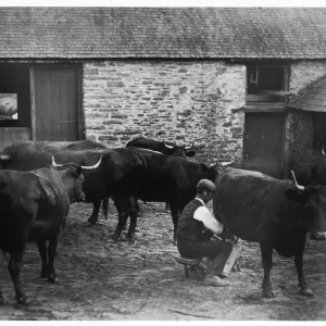 MAN MILKS COW MAN MILKS COW