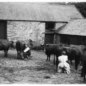 Man and woman milking cows Man and woman milking cows