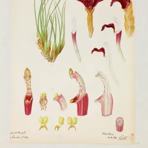 Maxillaria subulata Maxillaria subulata