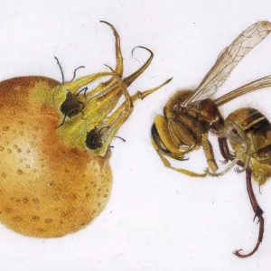 Medlar and hornet Medlar and hornet