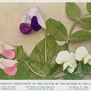 Mendel - Peas Experiment - laws of Mendelian inheritance Mendel - Peas Experiment - laws of Mendelian inheritance
