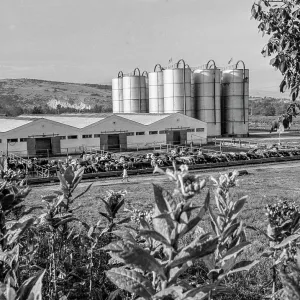 Modern cattle farm Modern cattle farm