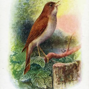 Nightingale Nightingale