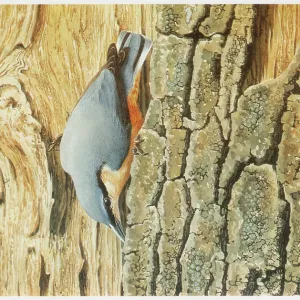 Nuthatch Nuthatch