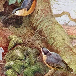 Nuthatches Nuthatches